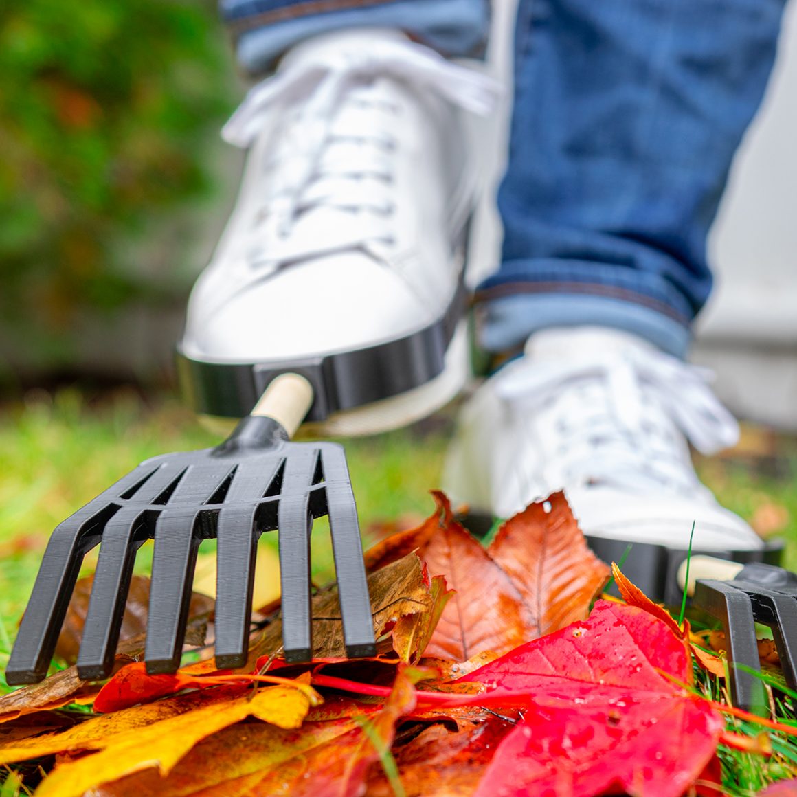 Small rakes strapped to white sneakers among fallen autumn leaves.